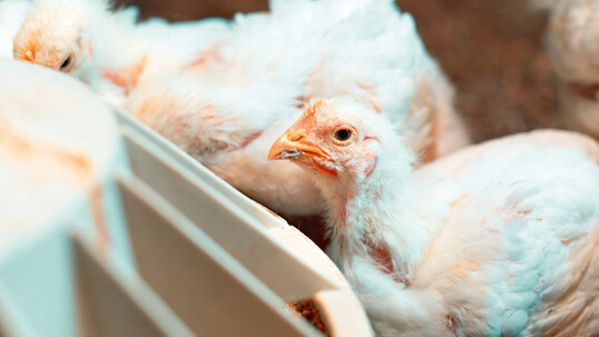Chemotherapeutika in der Tierproduktion werden immer weiter reduziert, weil die Verbraucher Produkte
erwarten, die frei von Rckstnden dieser
Substanzen sind.      