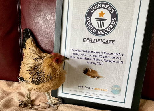 Peanut ist aktuell die �lteste lebende Henne der Welt.