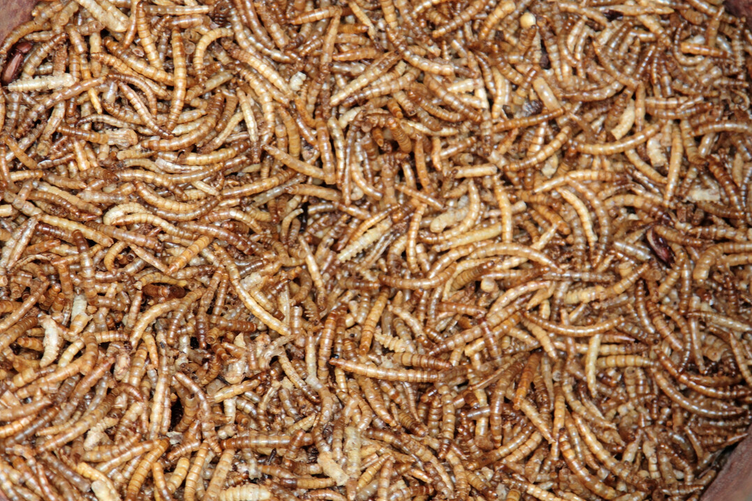 Das französischen Unternehmen Ynsect hat sich auf die Herstellung von Mehlwürmer spezialisiert. Inzwischen wurde ein Liquidationsverfahren eingeleitet.