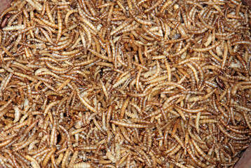 Das franzsischen Unternehmen Ynsect hat sich auf die Herstellung von Mehlwrmer spezialisiert. Inzwischen wurde ein Liquidationsverfahren eingeleitet. 