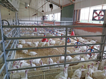 Separationsabteil mit Putenhennen mit intakten Schn�beln.