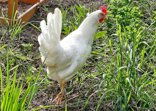 Bei einem Versuch an der Hochschule Anhalt wurden Eiqualit�tsparameter von LSL- und LB-Hennen miteinander verglichen. 
