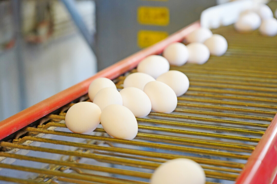 Eine angepasste und wirtschaftlich erfolgreiche Eierproduktion entsteht aus einem komplexen Zusammenspiel von genetischem Potenzial, Licht- und F�tterungsregime und konsequentem Gesundheitsmanagement. 