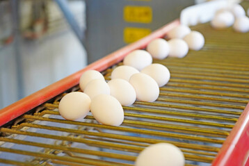 Eine angepasste und wirtschaftlich erfolgreiche Eierproduktion entsteht aus einem komplexen Zusammenspiel von genetischem Potenzial, Licht- und F�tterungsregime und konsequentem Gesundheitsmanagement. 