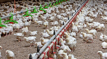 Kameras k�nnten beim der Gewichtsermittlung helfen. Bilder der Tiere werden erfasst und durch KI ausgewertet, um R�ckschl�sse auf das K�rpergewicht der einzelnen Tiere beziehungsweise der Herde zu ziehen.