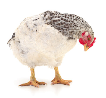 Gefl�gel erzielte 2025 einen Produktionswert von rund 4,0 Milliarden Euro und lag damit �ber dem Vorjahresniveau. 