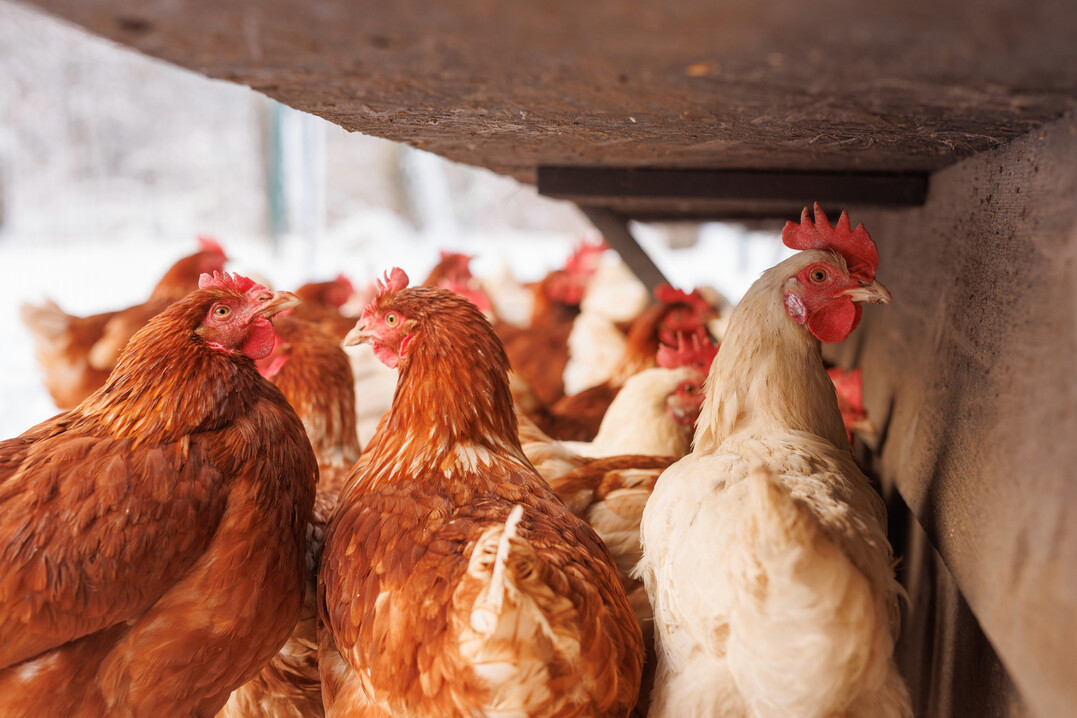 Au�enklima als Managementfaktor: K�lte beeinflusst Leistung und Tiergesundheit von Gefl�gel.