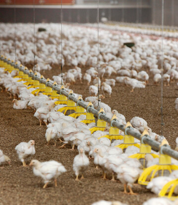 Nicht nur die Heizleistung, sondern vor allem die Auslegung der Strahlungsheizung beeinflusst die Bodentemperaturen im Masthähnchenstall. Eine US-Studie untersucht, wie Rohrlänge und Anordnung die Wärmeverteilung während der Aufzucht verändern.
