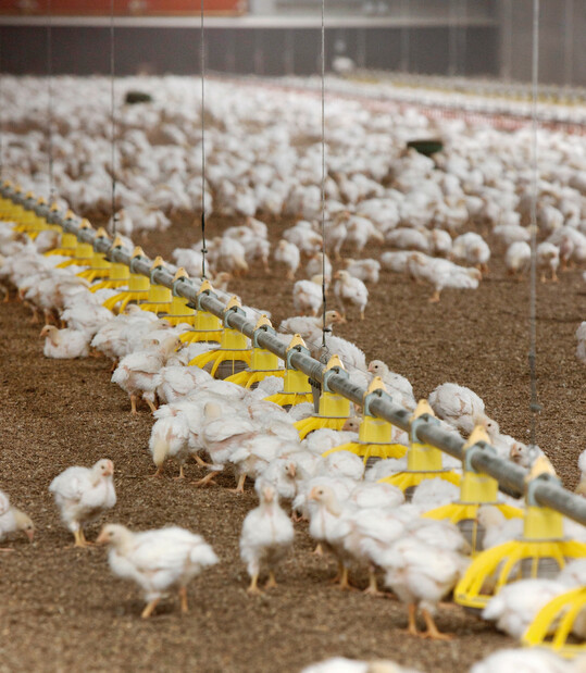 Nicht nur die Heizleistung, sondern vor allem die Auslegung der Strahlungsheizung beeinflusst die Bodentemperaturen im Masthähnchenstall. Eine US-Studie untersucht, wie Rohrlänge und Anordnung die Wärmeverteilung während der Aufzucht verändern.