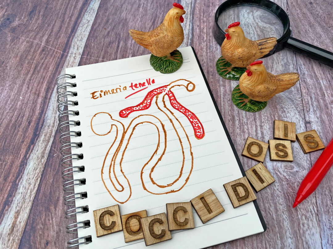 Kokzidiose beim Huhn: Der einzellige Darmparasit
<i> Eimeria tenella </i>
befällt bevorzugt den rot markierten Blinddarm und verursacht dort schwere entzündliche Darmschäden mit hoher Bedeutung für Tiergesundheit und Leistung.