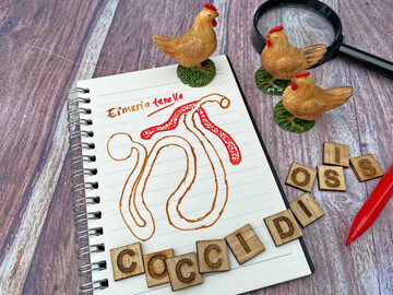 Kokzidiose beim Huhn: Der einzellige Darmparasit
<i> Eimeria tenella </i>
bef�llt bevorzugt den rot markierten Blinddarm und verursacht dort schwere entz�ndliche Darmsch�den mit hoher Bedeutung f�r Tiergesundheit und Leistung.