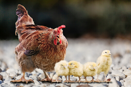 Der direkte Kontakt zwischen Henne und Küken in den ersten Lebenstagen beeinflusst nachweislich die Zusammensetzung der Mikroorganismen auf Haut und in den Atemwegen.
