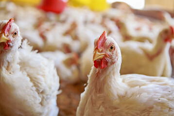 Beschäftigungs- und Strukturelemente können auch im Mastgeflügelstall das Ausleben arttypischer Verhaltensweisen unterstützen. Studien befassen sich mit möglichen Effekten auf Tierwohl und Betriebsabläufe.