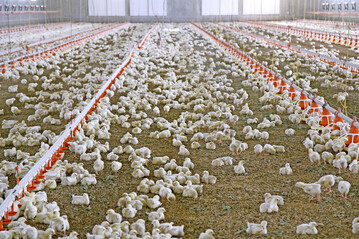 Die Tierseuchenkasse NRW weist darauf hin, dass Tierhalter in Nordrhein-Westfalen ihre jährliche Tierzahlmeldung bis spätestens 31. Januar abgeben müssen. Meldepflichtig sind Bestände von Pferden, Schweinen, Schafen, Ziegen, Gehegewild, Geflügel sowie Bienen einschließlich Ablegern.