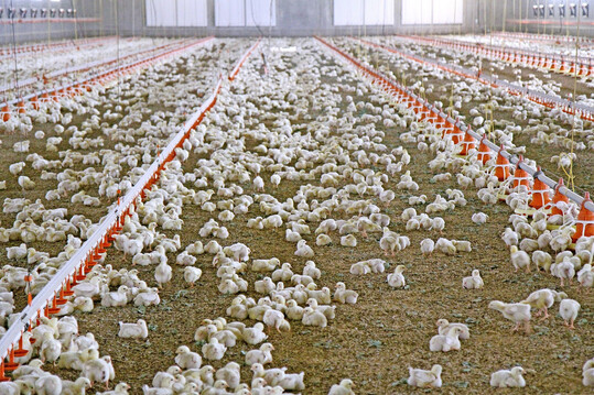 Die Tierseuchenkasse NRW weist darauf hin, dass Tierhalter in Nordrhein-Westfalen ihre j�hrliche Tierzahlmeldung bis sp�testens 31. Januar abgeben m�ssen. Meldepflichtig sind Best�nde von Pferden, Schweinen, Schafen, Ziegen, Gehegewild, Gefl�gel sowie Bienen einschlie�lich Ablegern. 