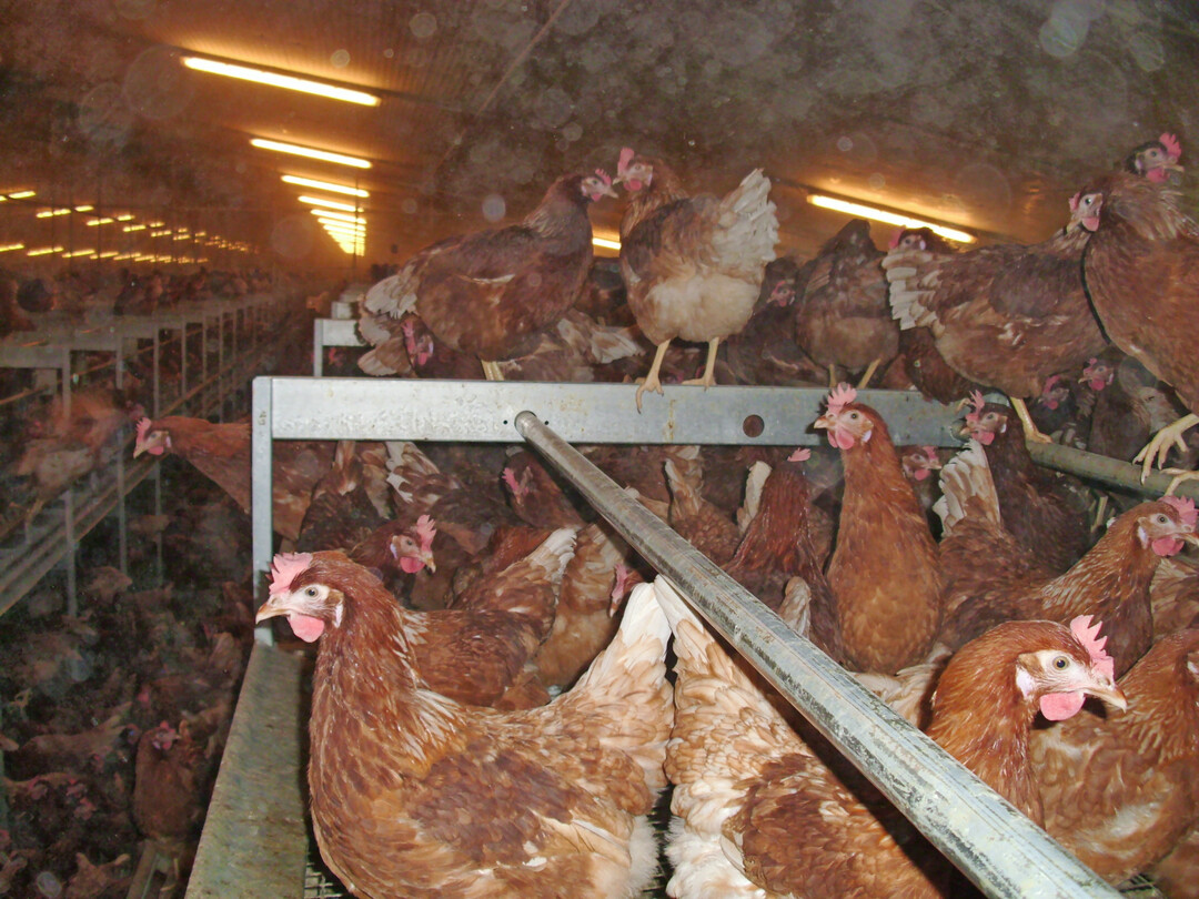 Legehennen im oberen Teil der Voliere sind beim Fangen und Verladen nur schwer zu greifen.