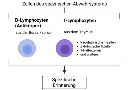 Abbildung 1: Zellen des spezifischen Abwehrsystems. Das spezifische Abwehrsystem besteht aus zwei Hauptgruppen von Abwehrzellen. B-Lymphozyten entstehen in der Bursa Fabricii und bilden Antik�rper, die Krankheitserreger gezielt erkennen und binden. T-Lymphozyten entwickeln sich im Thymus und �bernehmen unterschiedliche Aufgaben: T-Helferzellen steuern die Abwehrreaktion, zytotoxische T-Zellen zerst�ren virusbefallene K�rperzellen, und regulatorische T-Zellen sorgen daf�r, dass die Abwehr nicht �berreagiert. Durch das Zusammenspiel dieser Zellen entsteht eine spezifische Erinnerung, die es dem Immunsystem erm�glicht, bei einem erneuten Kontakt mit dem Erreger schneller und wirksamer zu reagieren � das Grundprinzip jeder Impfung. 