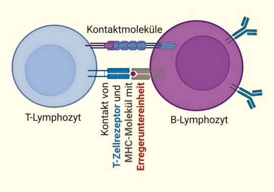 Abbildung 2: Zusammenspiel von T- und B-Lymphozyten bei der Immunabwehr. Damit das Immunsystem gezielt reagieren kann, m�ssen T- und B-Lymphozyten direkt miteinander Kontakt aufnehmen. Der B-Lymphozyt zeigt dabei Bruchst�cke eines Krankheitserregers auf seiner Oberfl�che. Der T-Lymphozyt erkennt diese Information �ber spezielle Kontaktstellen, vergleichbar mit einem �Andockmechanismus�. Erst wenn dieser Kontakt zustande kommt, erh�lt der B-Lymphozyt das Signal, Antik�rper zu bilden. Dieses Zusammenspiel ist eine wichtige Voraussetzung f�r eine wirksame Abwehrreaktion und f�r den Schutz nach einer Impfung.