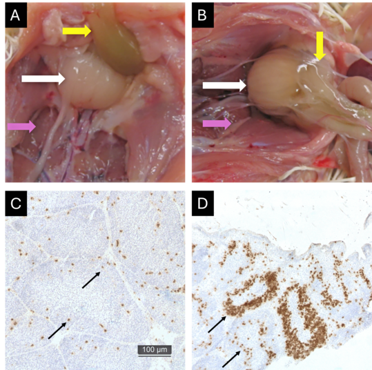 Abbildung 3: Ver�nderungen der Bursa Fabricii nach einer Gumborovirus-Infektion. Die Bilder zeigen die Bursa Fabricii (wei�er Pfeil), ein zentrales Organ des Immunsystems junger H�hner. Sie liegt in direkter Nachbarschaft zur Niere (rosa Pfeil) und zum Enddarm (gelber Pfeil). Bei gesunden Tieren (A) ist die Bursa klein und fest. Bereits drei Tage nach einer Infektion mit dem Gumborovirus ist sie deutlich vergr��ert und wirkt gelartig ver�ndert (B). Die unteren Bilder zeigen Gewebeschnitte der Bursa: Beim infizierten Tier (D) finden sich deutlich mehr T-Lymphozyten (braun gef�rbte Zellen, schwarze Pfeile) als beim gesunden Tier (C). Diese Einwanderung von Abwehrzellen zeigt, dass das Immunsystem aktiv auf die Virusinfektion reagiert.