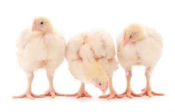 Unabh�ngig von der Nutzungsrichtung sind junge H�hner in den ersten Lebenswochen besonders empfindlich gegen�ber Immunerkrankungen. Aktuelle Erkenntnisse zur Gumborokrankheit beleuchtet eine neue Studie der Der Klinik f�r Gefl�gel der Stiftung Tier�rztliche Hochschule Hannover.