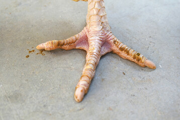 Zehenpicken verursacht Verletzungen, Stress und Leistungseinbu�en bei Legehennen.