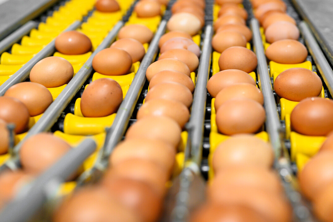 H�hnereier auf Sortierband. Je langsamer die Legekurve der Legehennen steigt, desto l�nger dauert die Legephase.