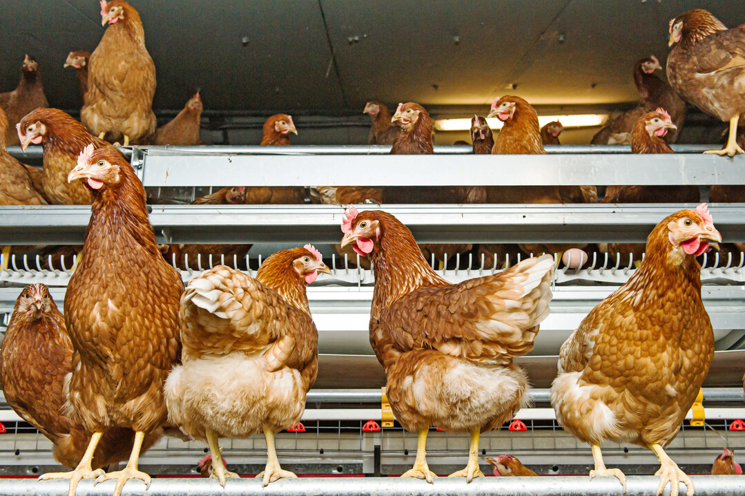 Legehennen k�nnen hohe Leistungen erbringen und das sehr lange � mit einem durchdachten Konzept. 