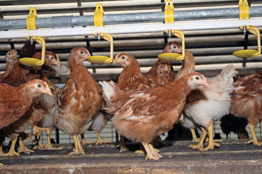 Sauberes Tr�nkwasser ist essenziell � nicht nur in der Aufzucht.