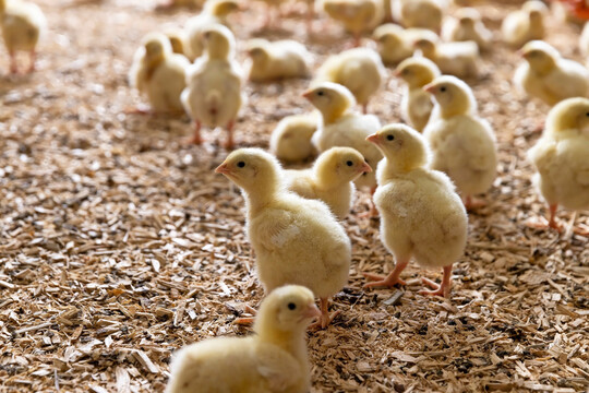 �Gefl�gelhaltung in Deutschland steht f�r hohe Standards, Tierwohl und sichere Lebensmittel. Der Markt entscheidet, was produziert wird�. Darauf wies der Pr�sident des Zentralverbandes der Deutschen Gefl�gelwirtschaft (ZDG), Hans-Peter Goldnick,  im Vorfeld der Gr�nen Woche 2026 hin.