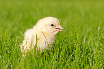 Details in der EU-�koverordnung zur Auslaufpflicht von sehr kleinen K�ken sollen in den ersten beiden Quartalen 2026 konkretisiert werden. 