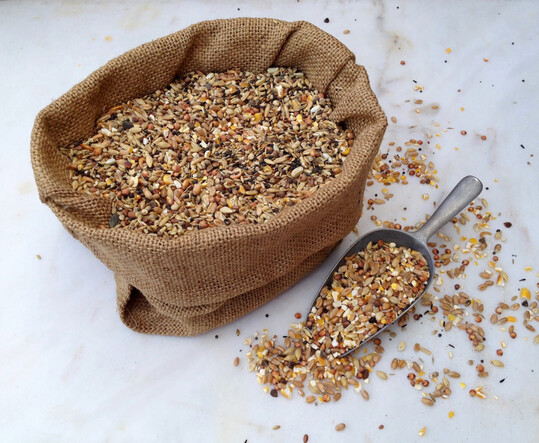 Mykotoxine im Geflügelfutter erfordern eine Betrachtung entlang der gesamten Wertschöpfungskette. Sie entstehen überwiegend bereits im Pflanzenbau und lassen sich später nur begrenzt kontrollieren.