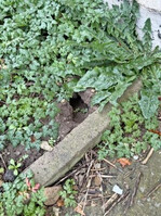 Nagerloch. Systematische Kontrollen zur frühzeitigen Erkennung eines Schadnagerbefalls sind auch im Auslauf vorzunehmen.