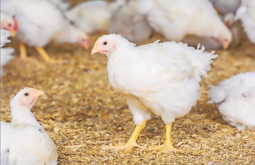 Junge Masth�hner im Stall auf frischer Einstreu. Ein gezieltes Einstreumanagement mit technischen und l�ftungsbezogenen Ma�nahmen reduziert Ammoniakemissionen im Stall. Das zeigt eine �Best Practice� der dritten Runde von BroilerNet.