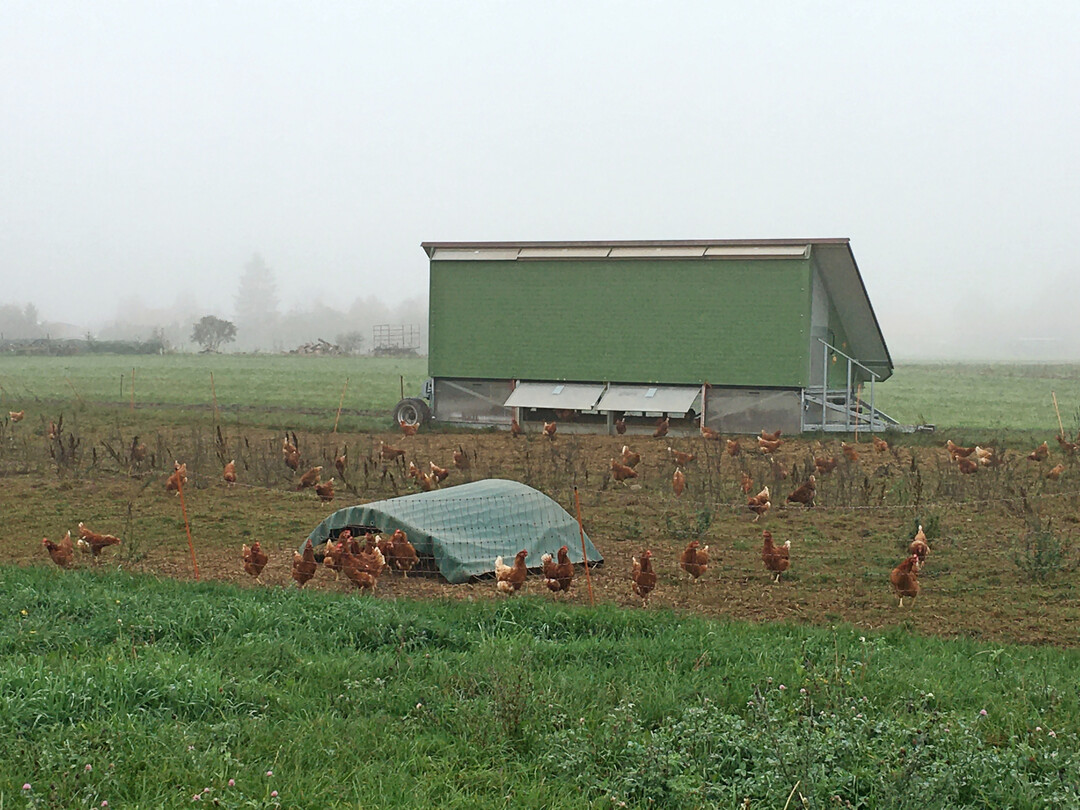 Auch Mobilstallhaltungen sind vor dem Keimeintrag wie dem Virus der Avi�ren Influenza zu sch�tzen. 