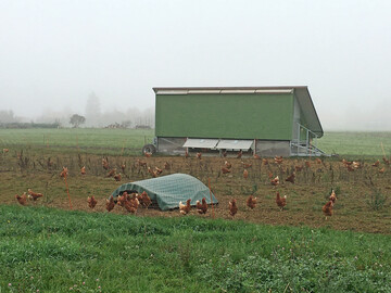 Auch Mobilstallhaltungen sind vor dem Keimeintrag wie dem Virus der Aviären Influenza zu schützen.