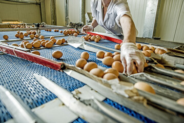 An automatisch laufenden Bänder wie bei der Vorsortierung von Eiern kann es zu Unfällen durch Quetschungen kommen.