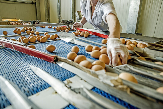 An automatisch laufenden B�nder wie bei der Vorsortierung von Eiern kann es zu Unf�llen durch Quetschungen kommen. 
