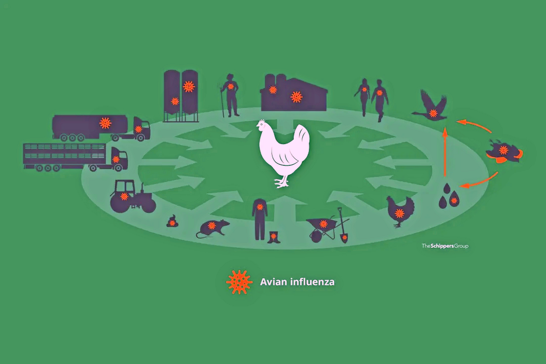 Die Infektionswege sind sehr vielf�ltig und nicht so einfach zu spezifizieren. Prinzipiell kann Avi�re Influenza (AI) �berall eingetragen werden.