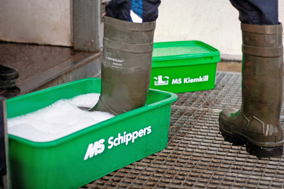 Stiefeldesinfektion: Wasser und Mittel sollten regelm��ig gewechselt werden.