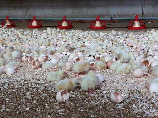 Ab Ende des 19. Bruttages ist eine viermal t�gliche Stallkontrolle innerhalb von 24 Stunden empfehlenswert. Die geschl�pften K�ken sind auf Vitalit�t zu pr�fen.