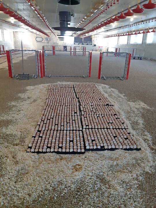 Beim Horden-System werden die Bruteier manuell im Stall verteilt.