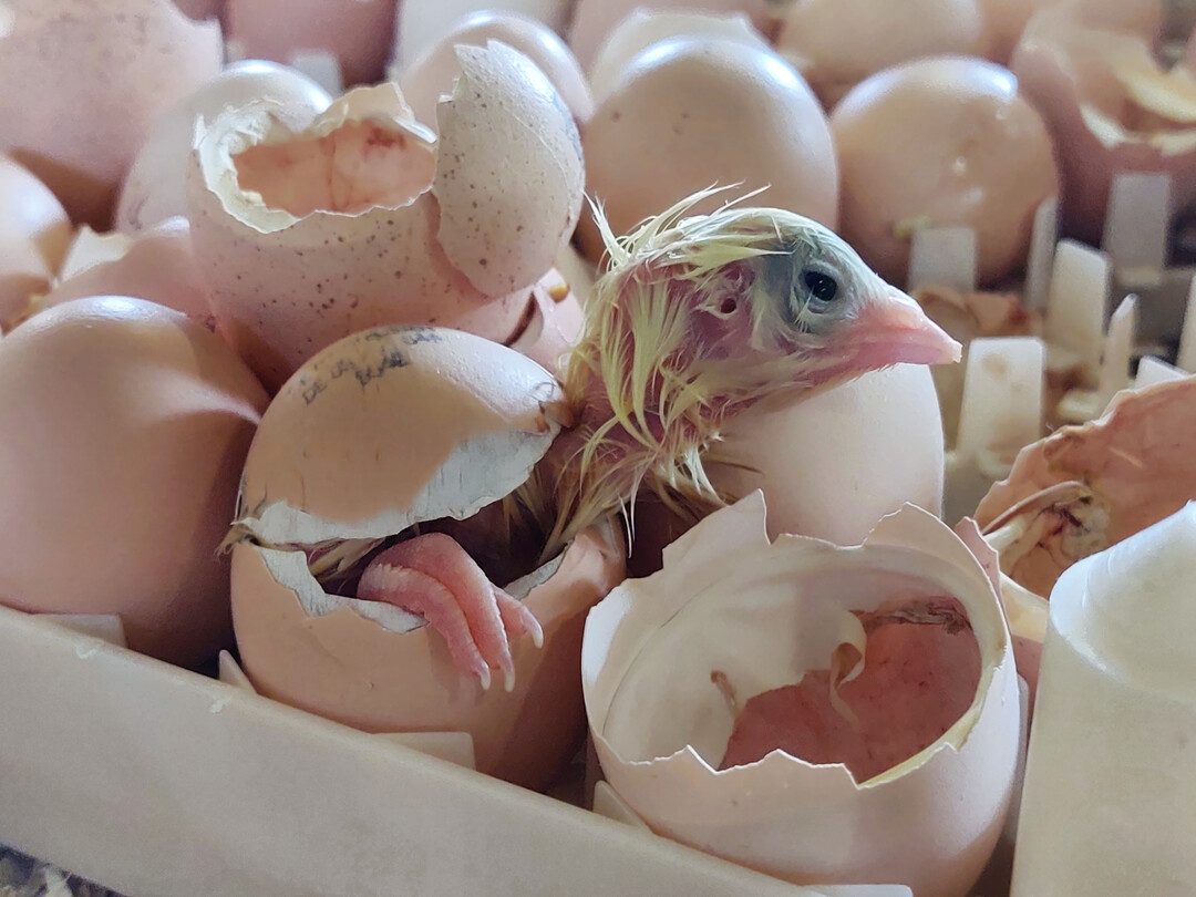 Ab 19. bis etwa 21. Bruttag schl�pfen die K�ken.