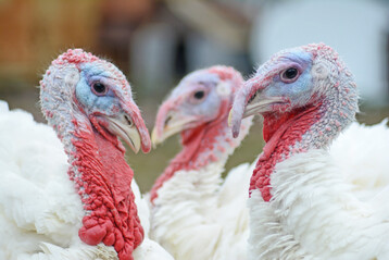 Diese Wissenschaftliche Stellungnahme bewertet das Wohlergehen von Puten aller Altersstufen in landwirtschaftlichen Haltungssystemen in Bezug auf Einstreutyp und -zustand, Art und Verf�gbarkeit von Besch�ftigungsmaterial (einschlie�lich �berdachter Veranda und Auslauf), Platzangebot, Ammoniak- und Kohlendioxidkonzentrationen, effektive Umgebungstemperatur, Gruppengr��e, Nestbedingungen, Lichtverh�ltnisse sowie Br�tereibedingungen.