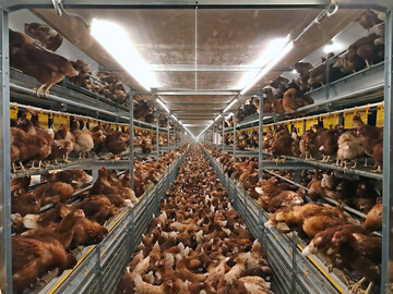 Aktuelle Sch�tzungen gehen davon aus, dass global noch rund 80 % der Legehennen in K�fighaltung gehalten werden. Der Anteil k�figfrei oder �cage-free� gehaltener Tiere liegt derzeit bei etwa 15 bis 20 %.