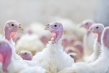 Ein neues Gutachten der Europ�ischen Beh�rde f�r Lebensmittelsicherheit (EFSA) legt Vorschl�ge zur Verbesserung des Tierwohls in der Putenhaltung vor. 