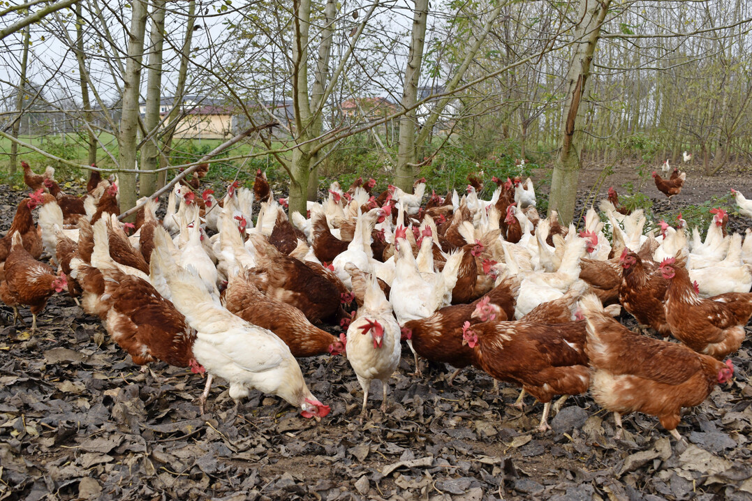 Die Mobilst�lle werden regelm��ig umgesetzt. Strukturreicher Auslauf mit Geh�lzen bietet den Legehennen Schutz und Besch�ftigung.
