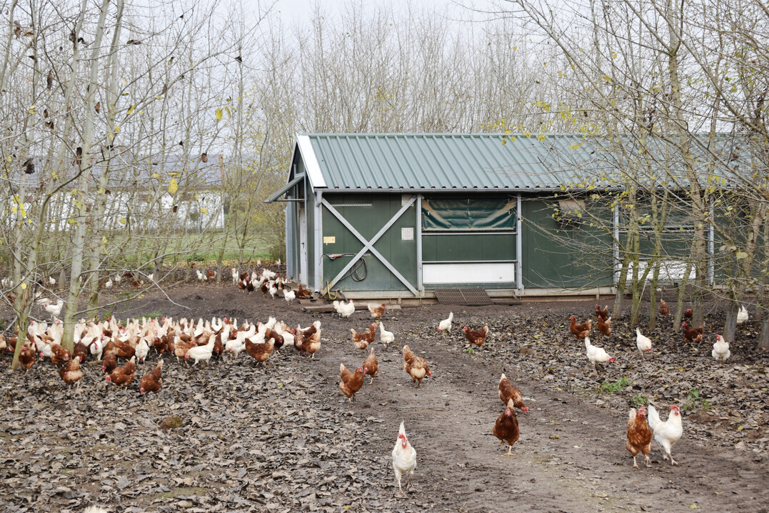 Die Mobilstallhaltung erlaubt eine gleichm��ige Nutzung der Fl�chen und schont den Boden. Gleichzeitig bleibt der Bestand f�r Kunden gut einsehbar.