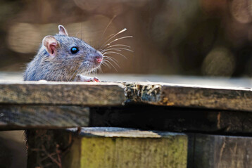 Die bedarfsunabh�ngige Dauerbek�derung soll verboten werden.