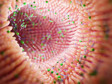 Die vorgestellten kanadischen Versuche liefern Hinweise darauf, dass ausgew�hlte Lactobacillus-Mischungen die Darmgesundheit stabilisieren und die Widerstandskraft gegen bakterielle Darmerkrankungen verbessern k�nnen. 