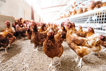 Weniger Rohprotein, gleiche Leistung: Die Studie zeigt, dass eine präzise Versorgung mit Aminosäuren die Stickstoffemissionen deutlich senkt und die Produktionskennzahlen im zweiten Legeabschnitt stabil hält.